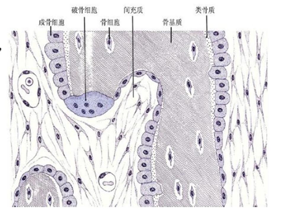 骨科基础知识——你知道多少之成骨细胞