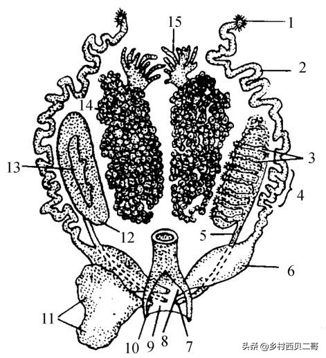 牛蛙的养殖技术及方法简介,牛蛙养殖的最新技术
