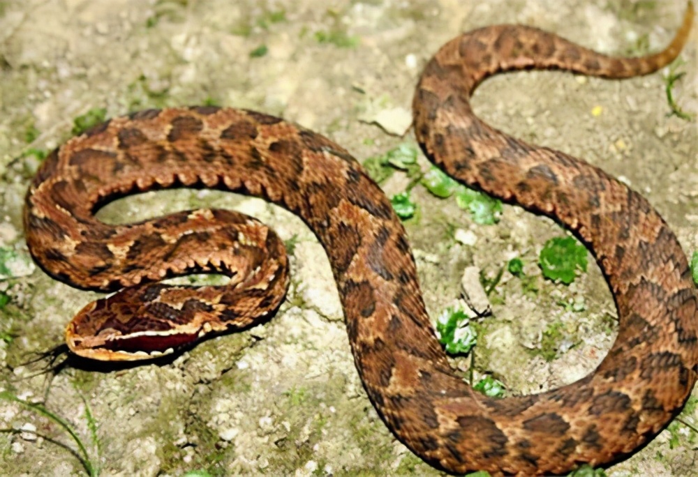 专家捕蛇技术,抓蛇高手徒手抓蛇