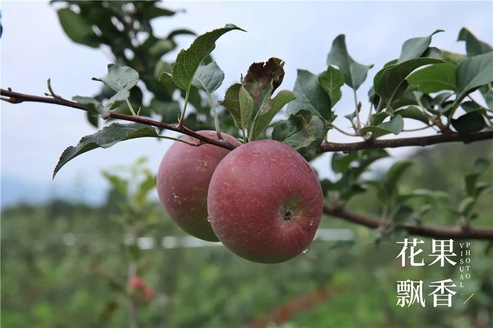 四大优势是哪些,四大优点是什么