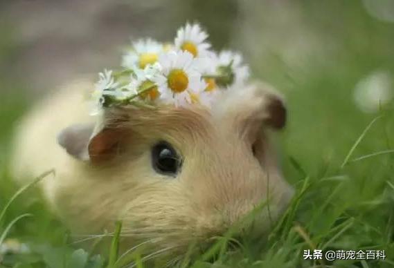 适合家庭饲养除猫狗以外的宠物,你有养过宠物没