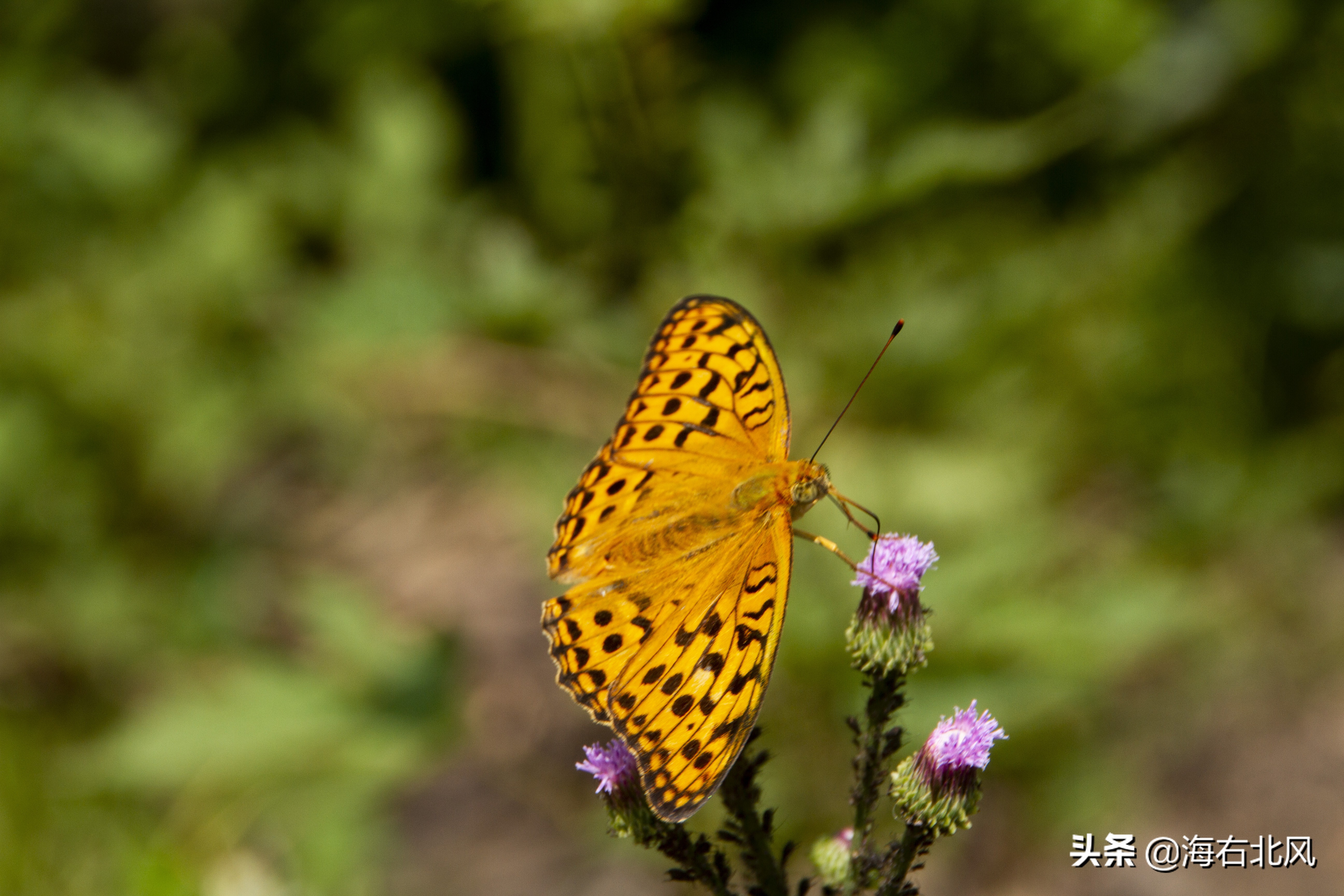 藕池镇有玩游戏的吗,藕塘周边一日游推荐