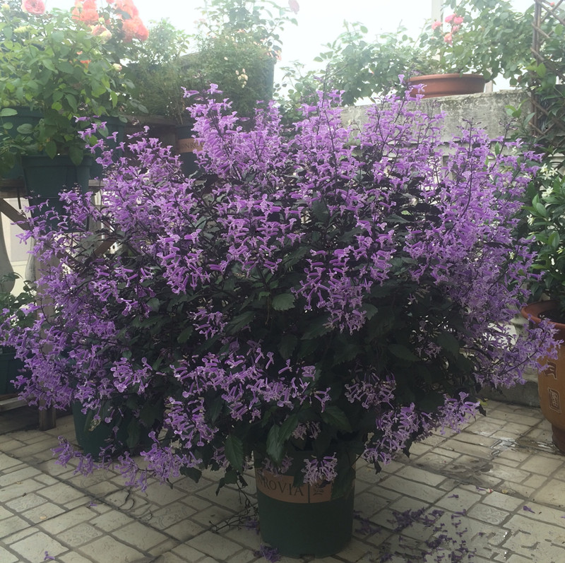 薰衣草花卉植物图片,薰衣草怎么养开花图片