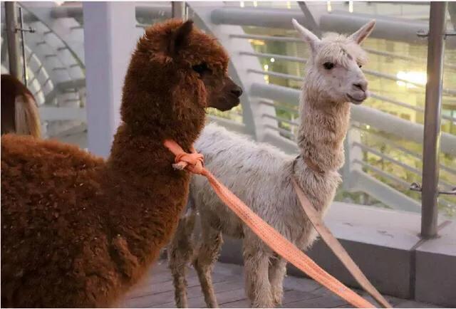 深圳暑假值得带孩子旅游的地方,深圳十大暑假室内必去景点