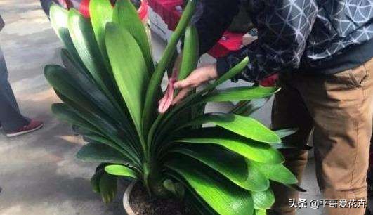 君子兰应该怎么养看完又学到一招,君子兰怎么养才能不乱七八糟