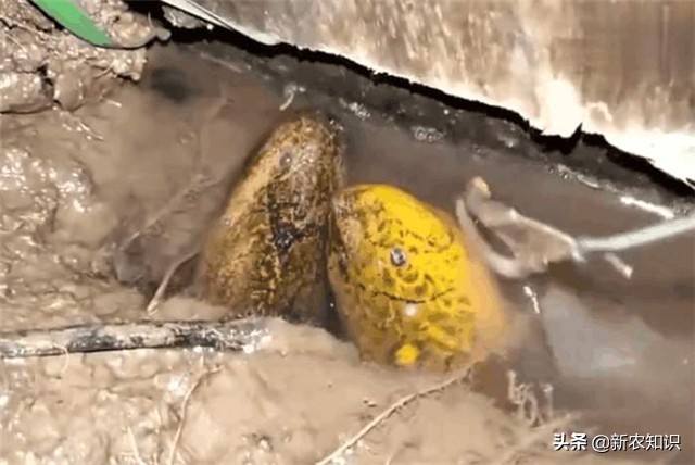 稻田养殖黄鳝技术有哪些优点,最新黄鳝稻田养殖技术