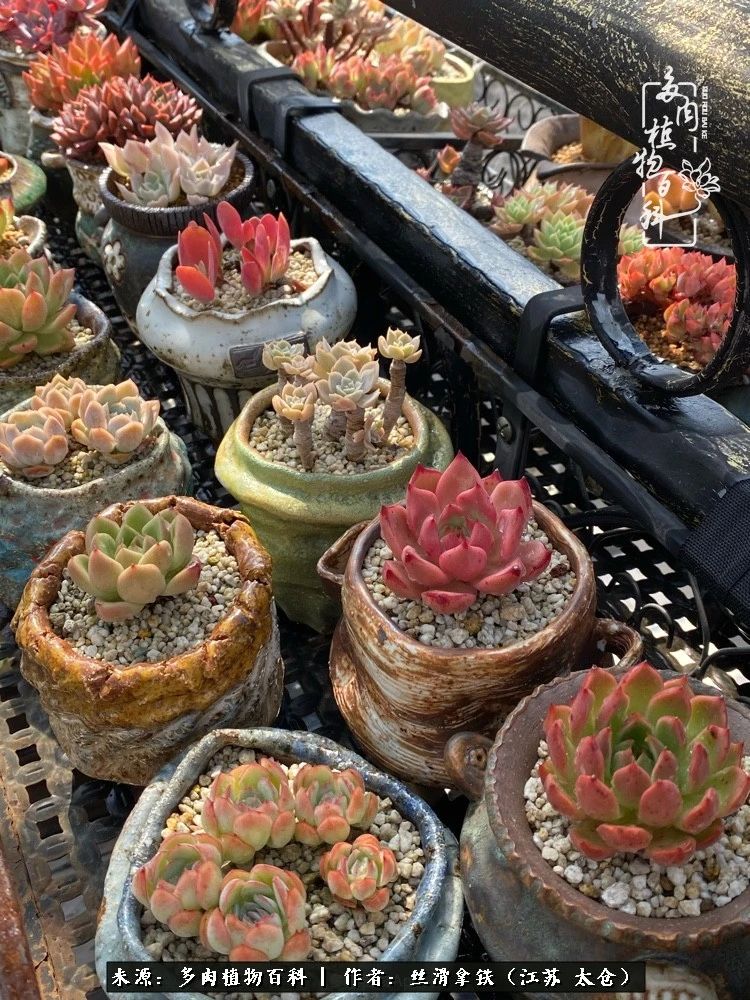 初秋的多肉,初春的多肉开始展现美颜了