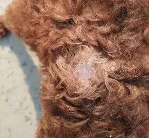 狗狗不同品种颜色分类,狗狗不同的类型有哪些特点