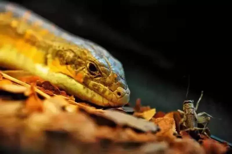 爆火广州溜娃圈的网红双展，宠粉价¥39.9买一送一！劲省二百多元