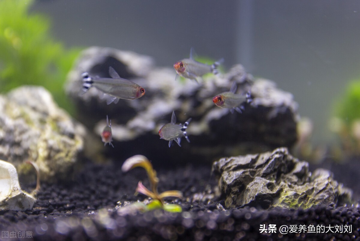 家里两个缸养鱼一般养几条最好,养鱼养几条好关于风水有讲究吗