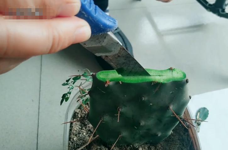 嫁接假昙花不死就是活了吗,嫁接假花