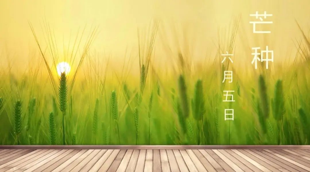 芒种蝉鸣夏始忙青梅初可烹,芒种伊始仲夏已至