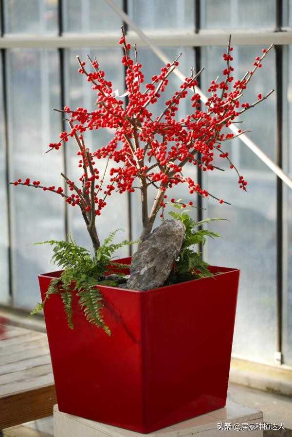 北美冬青开花图片,北美冬青的叶子