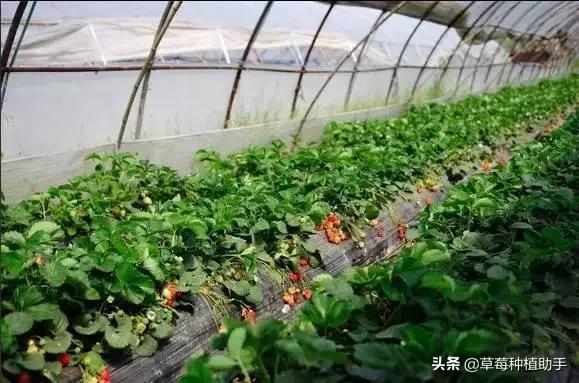 因为疫情的原因草莓滞销,疫情让草莓滞销怎么办