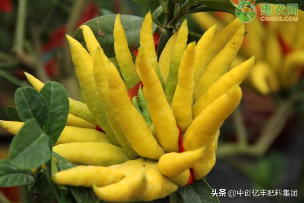 盆栽佛手怎样管理怎么施肥,盆栽佛手怎么管理