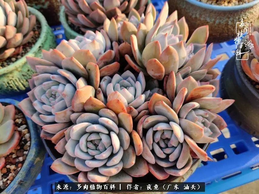 广东春天多肉图片大全,这个季节的多肉状态是最美的