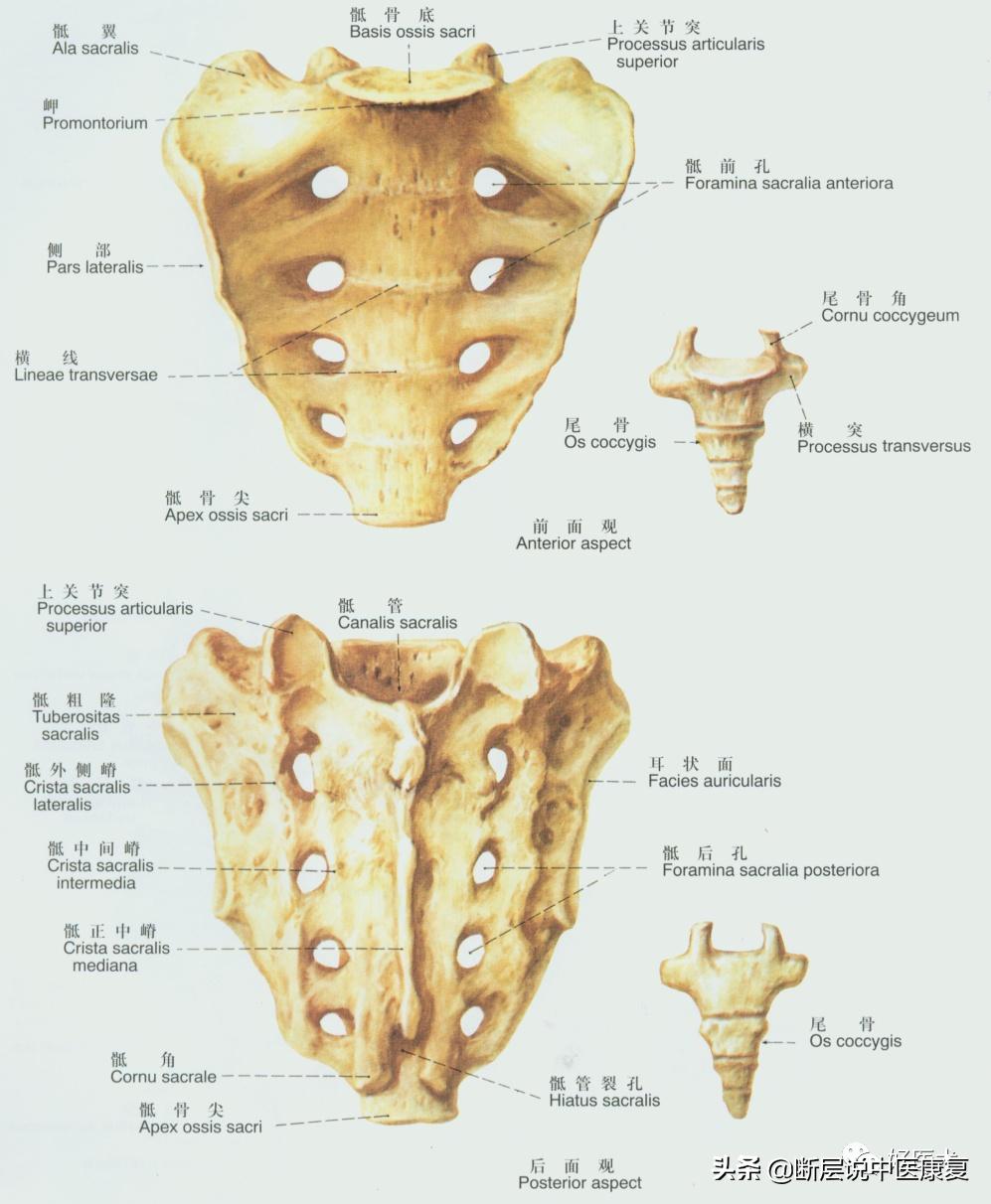 脊柱韧带的走行与位置,脊柱相关病九大诊治区图