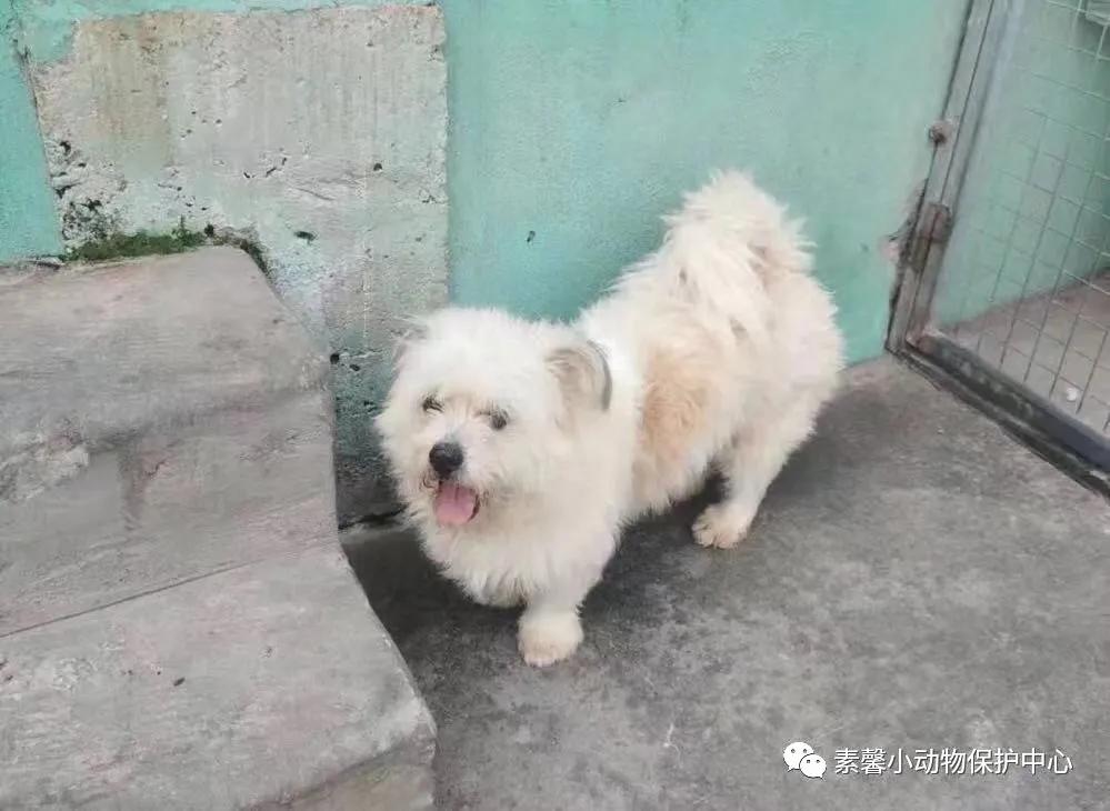 领养代替购买|2021年6月份福州线上宠物领养活动