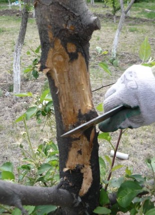 树木病害治疗方法,树木树干病虫害防治方法