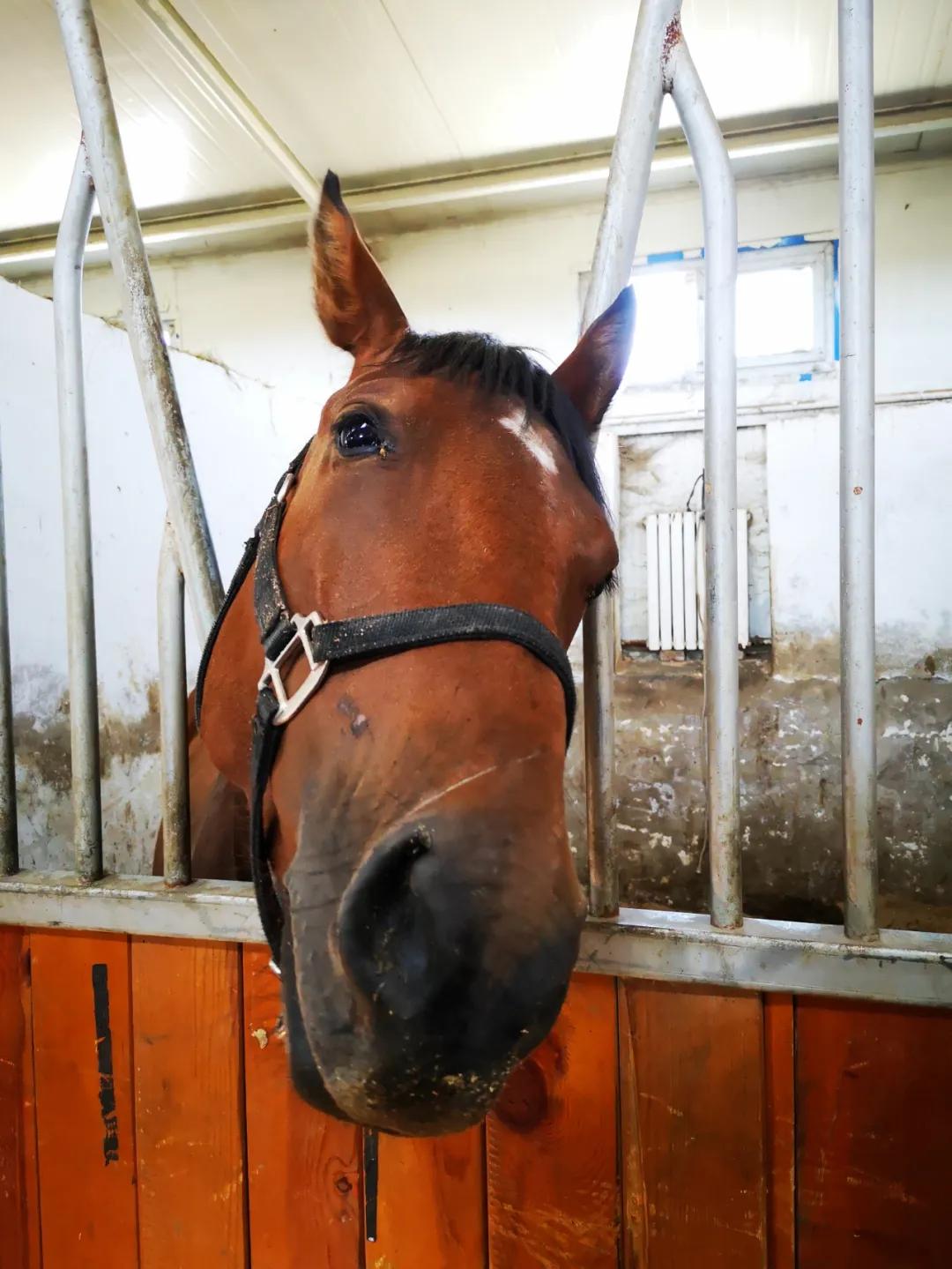 美丽伊犁简介,美丽新疆伊犁