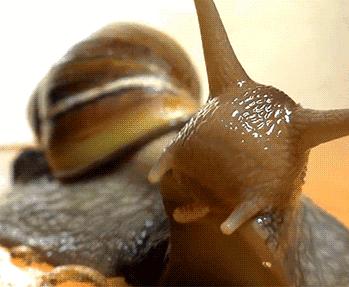 「自然传奇」惊掉下巴！你知道蜗牛有多少颗牙齿吗？