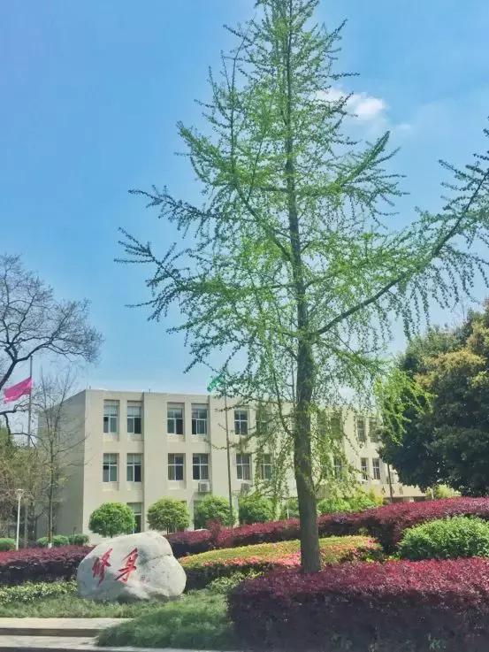 棠外高中今年招生人数,棠外有自主招生考试么