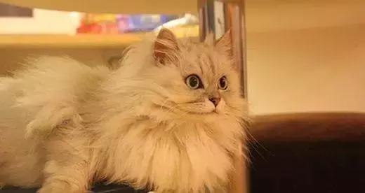 养猫咪新手入门必知哪种猫好养,养猫如何挑选猫咪