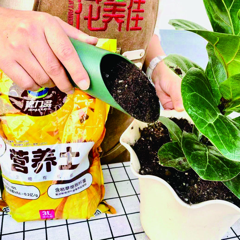 绿萝养护的方法与注意事项,新买回来的大叶绿萝怎样养护