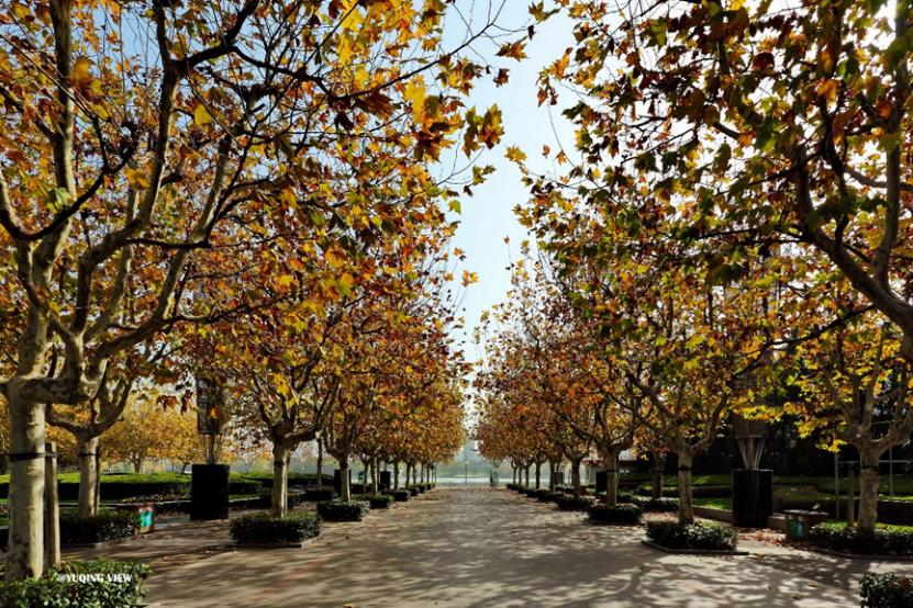 上海最美秋景,上海哪些公园可以拍秋景