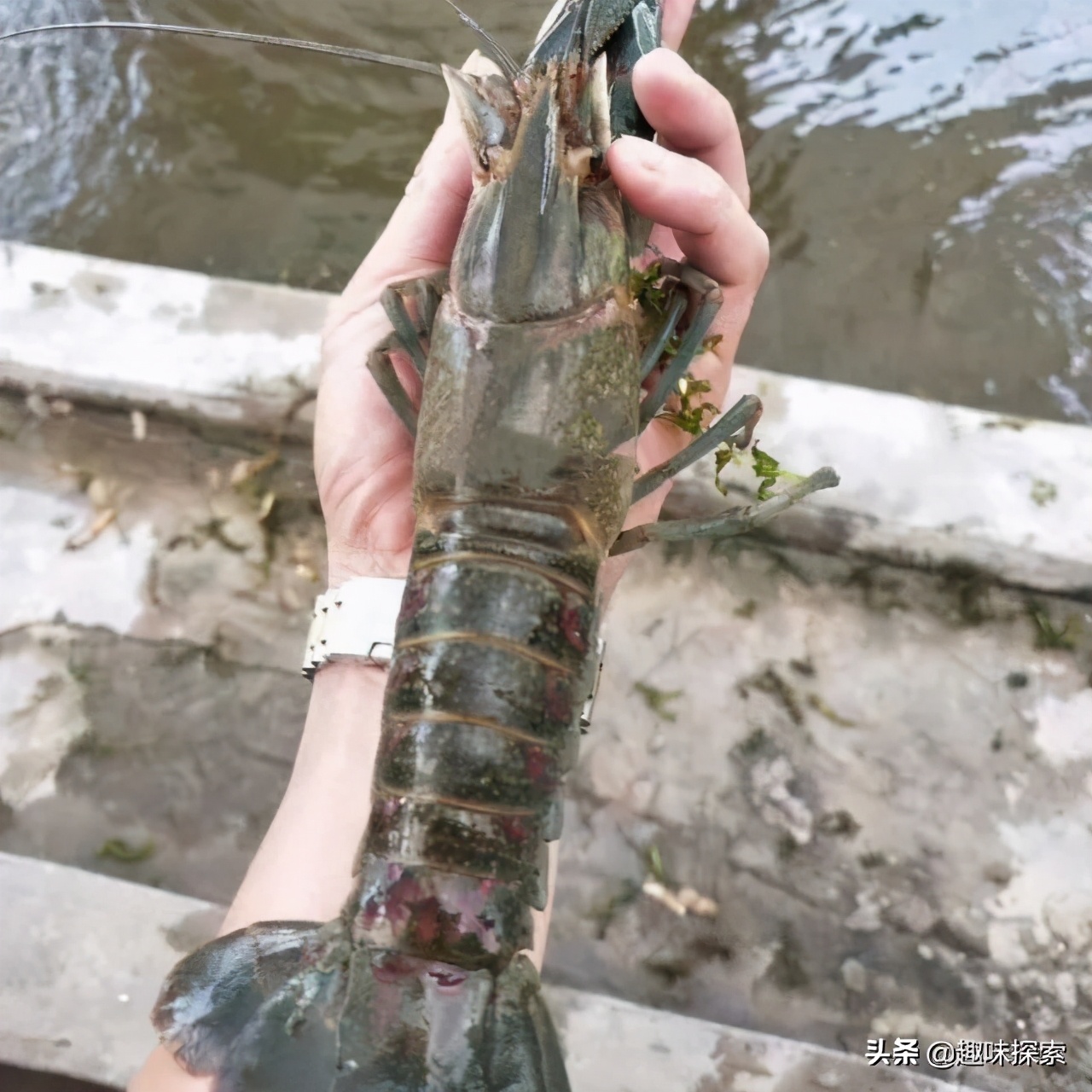 能长到四斤的淡水龙虾,澳洲龙虾可进入中国吗