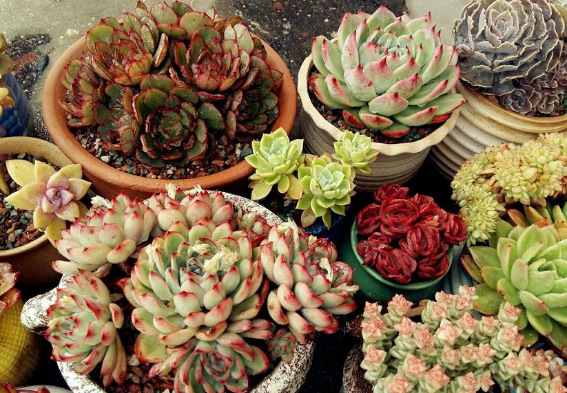 多肉芽点不爆侧芽怎样处理,多肉怎么爆侧芽不用药