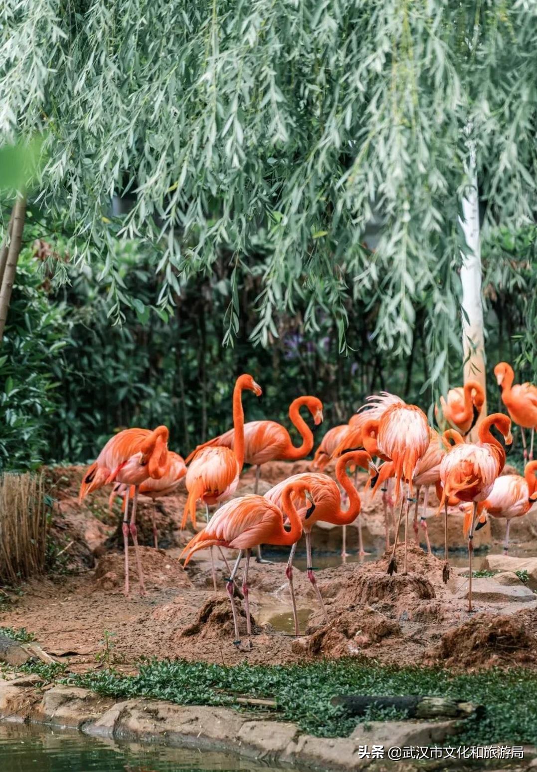 武汉动物园改造升级工程,武汉动物园升级最新消息