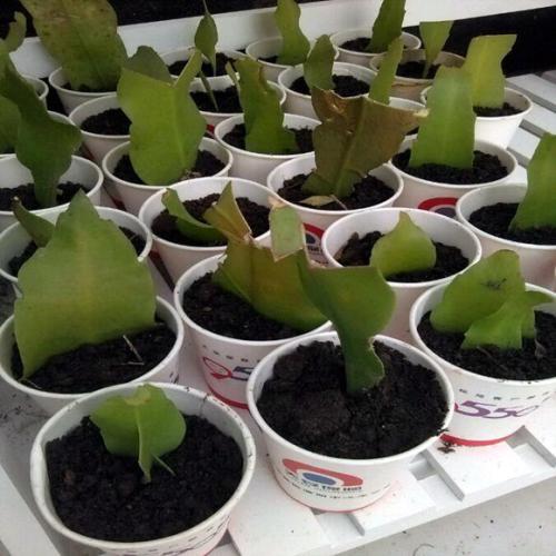 琼花能开多久,琼花为什么在晚上开