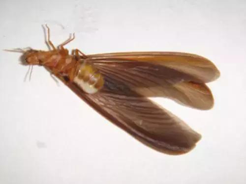 夏季孩子必须注意的虫子,夏天宝宝一定要小心蜱虫