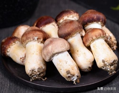 云南农业种植致富项目,农业种植致富项目补贴