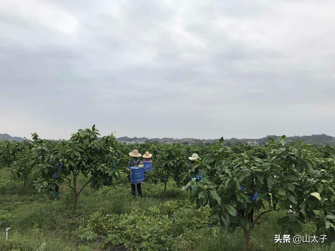 柑橘黄斑病症状,柑橘黄斑病用什么防治