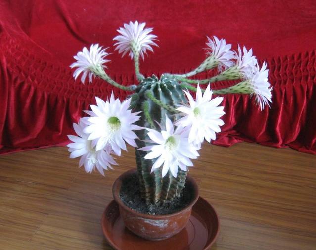 仙人掌长歪了怎么矫正,仙人掌长歪了怎么把它变直