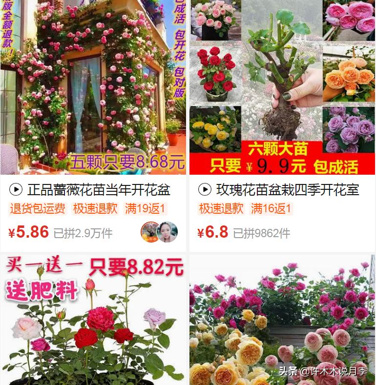 买月季还被骗？教你远离月季网购陷阱，辨别真伪拒绝蔷薇小白花