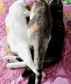 搞笑gif开心一刻单身也挺好,搞笑gif开心视频