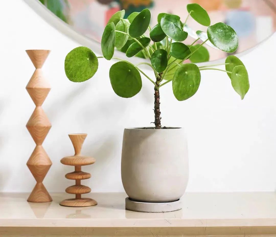 春天养兰花注意事项,镜面草怎么养成造型老桩