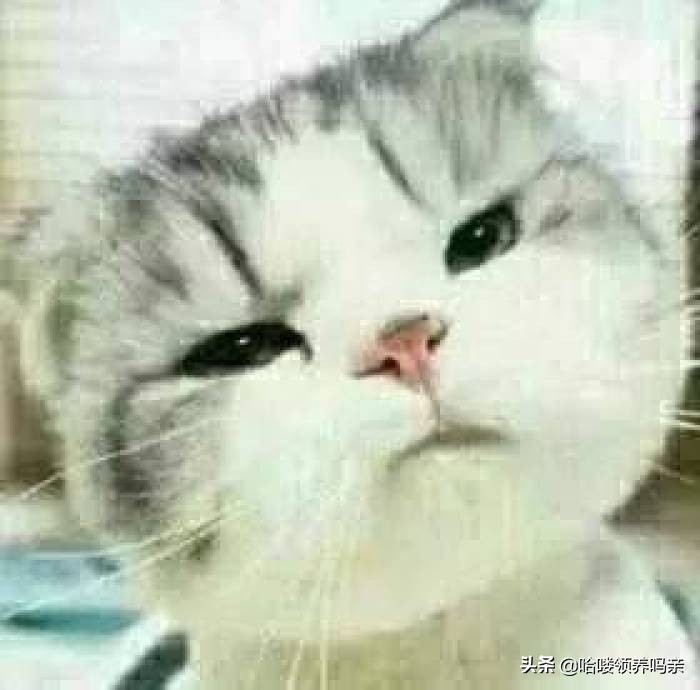 猫咪乳糖不耐受吃什么猫粮,猫咪不爱喝奶该如何解决