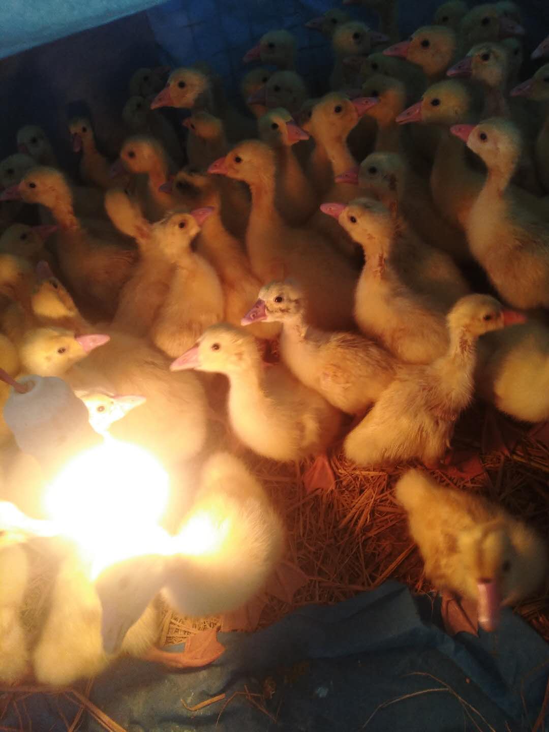 瀛旈泙澶х帇,瀛旈泙鍏绘畺澶х帇