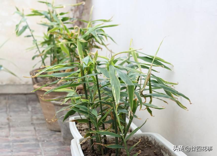 种生姜方法在家阳台,家里阳台种生姜的方法