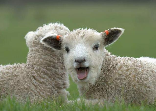 羊发烧不消化怎么治疗,羊发烧不打针的有效方法