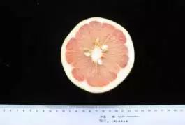 柑橘新优优缺点,设施柑橘新品种优缺点