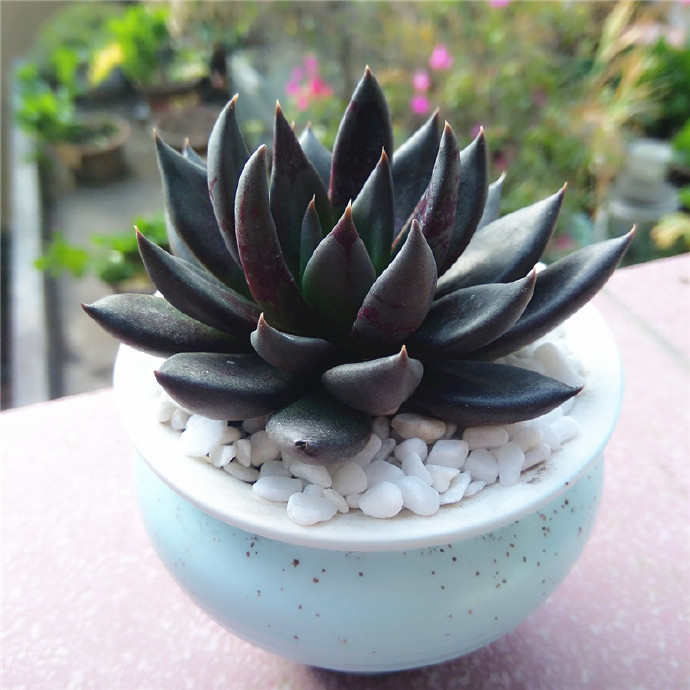 广寒宫都有谁,广寒宫里都有谁