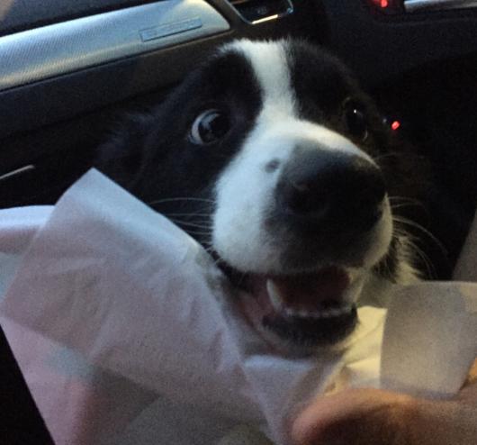 狗狗晕车吃什么可以缓解,怎样缓解狗狗晕车