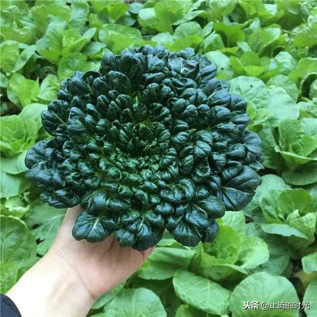 跌落神坛的五种多肉,长相奇特的6种多肉