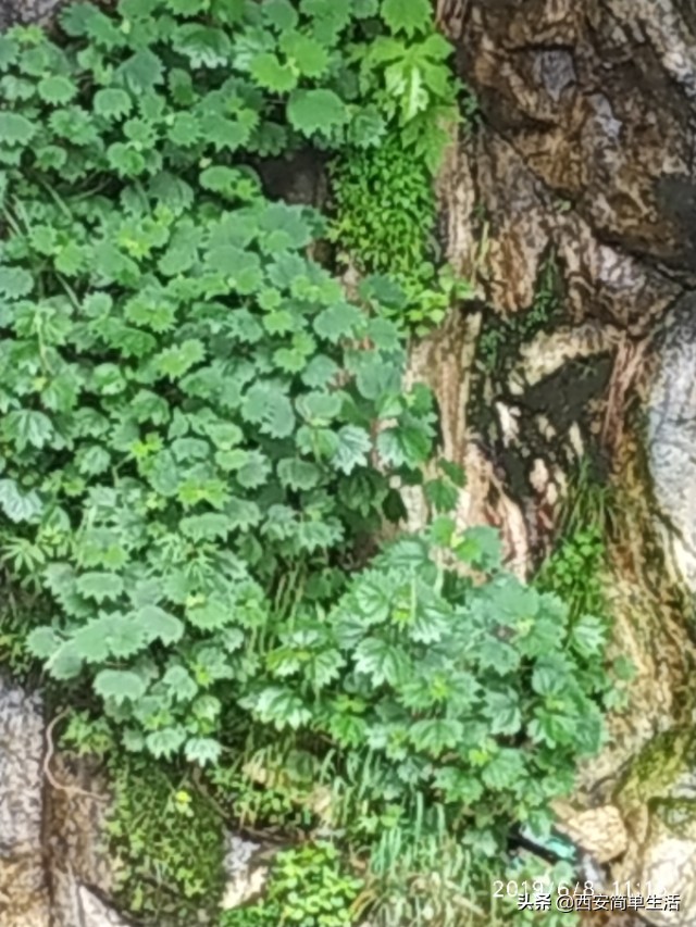 高冠瀑布现在开放吗,高冠瀑布值得去不