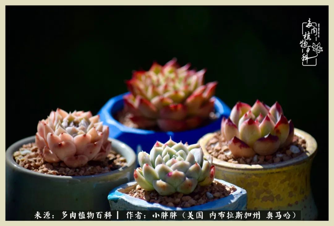 多肉小白入坑攻略,多肉小白2个月成功入坑
